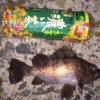 【1月12日】メバル釣果　釣り ポイント （呉　音戸　江田島　倉橋）　